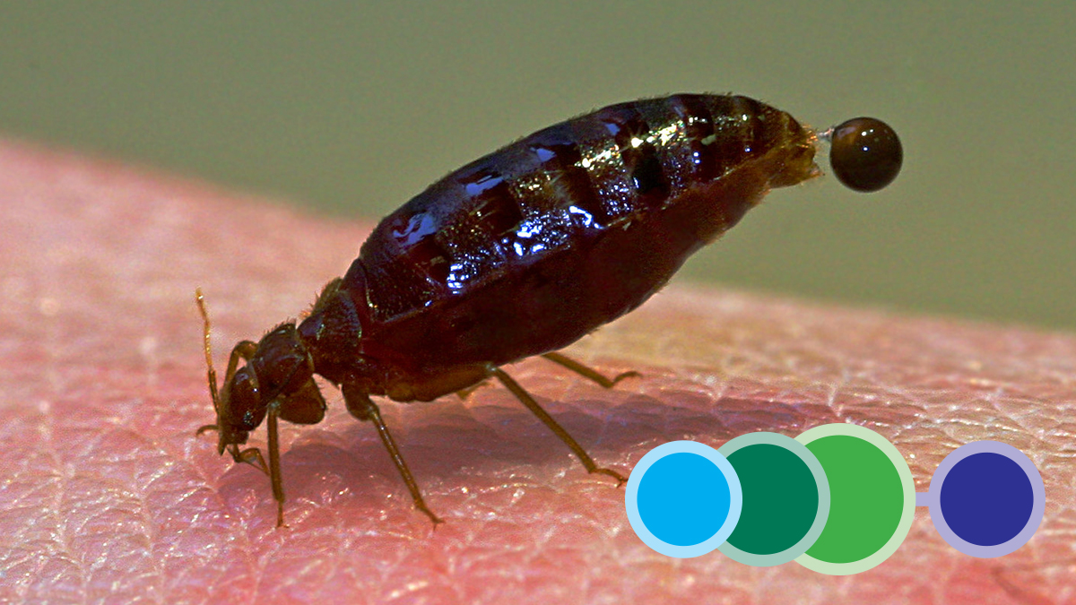 bed bug control course bed bug control course